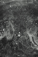 Extracto de Microalga Espirulina